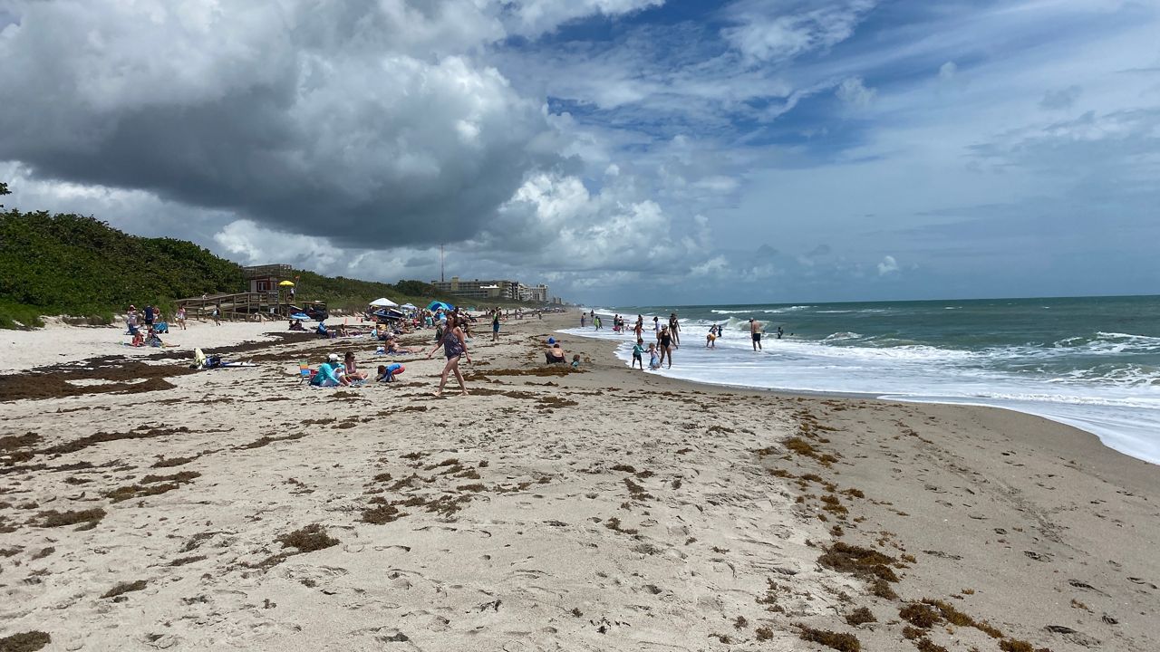 Study Sargassum on beaches can hide notable amounts of Vibrio